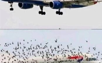 The pilot’s emotional reaction when he discovered why birds were flying alongside the plane