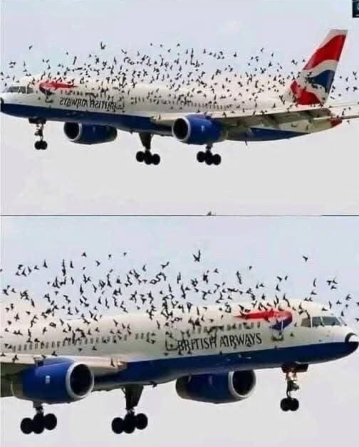 The pilot’s emotional reaction when he discovered why birds were flying alongside the plane