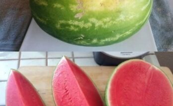 How to Pick the Perfect Watermelon: Simple Tips for Sweet Success