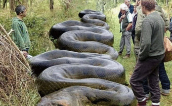 Hiker Encounters Massive Snake Camouflaged Along South Carolina Creek