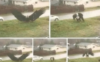 Giant Eagle Captured in Brownsville, Texas: A Stunning Wildlife Discovery