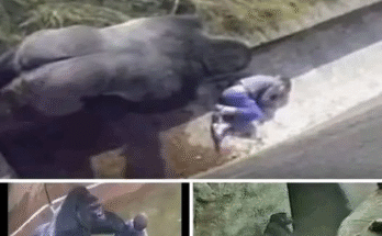 The boy who fell into a gorilla’s cage… and was saved by it