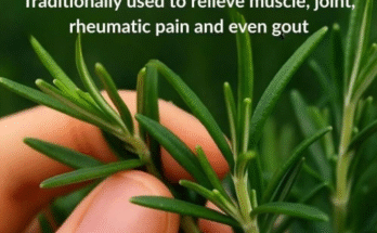How to Grow This Brain-Boosting Plant Abundantly at Home