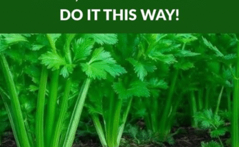 This plant for the brain and digestion