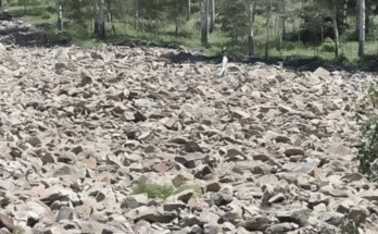 🦅 Only People With Eagle Eyes Can Spot the ‘Hidden’ Woman in This Photo – Can You Find Her? 🔍🧠